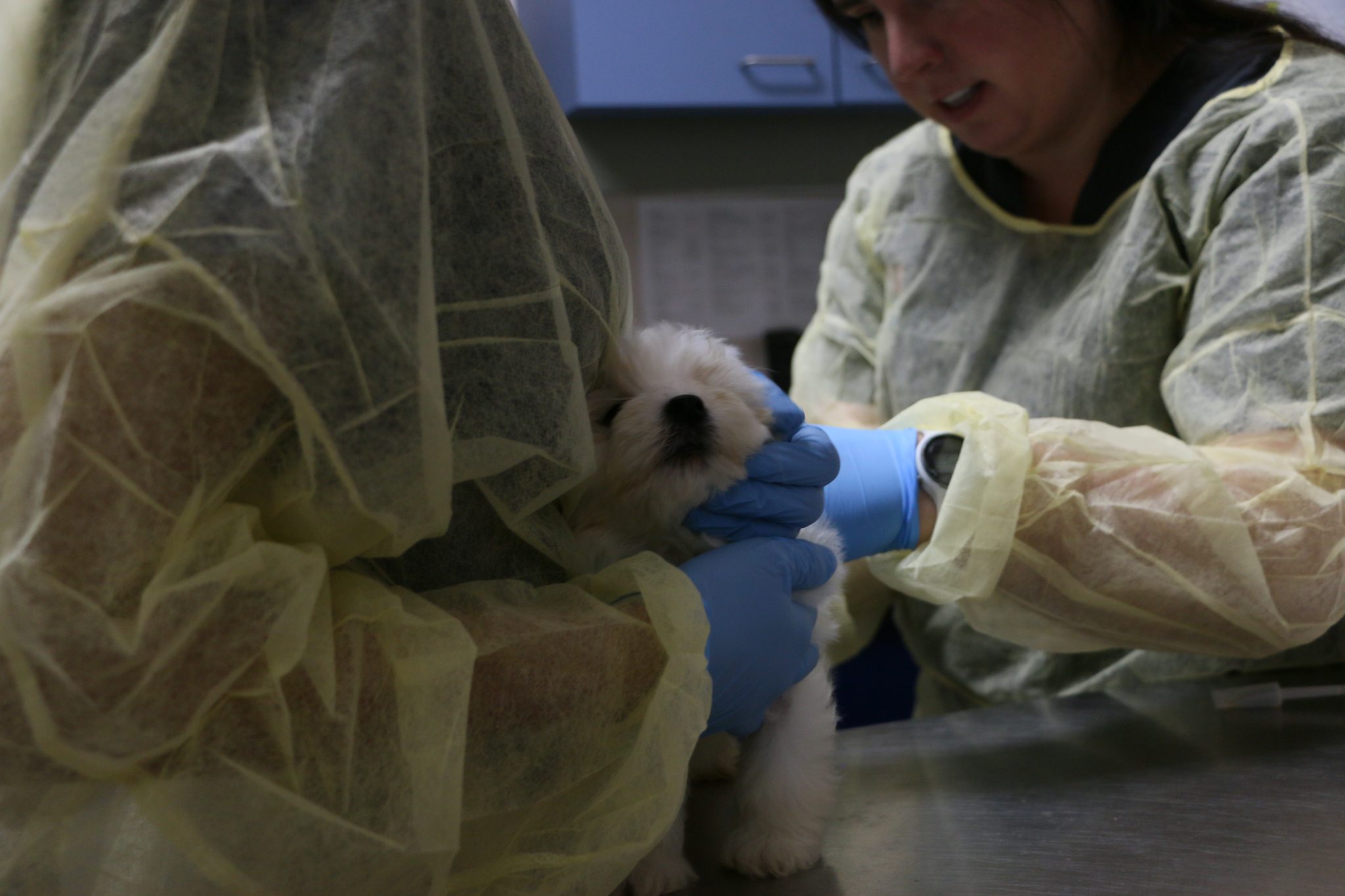 puppy-undergoes-medical-examp