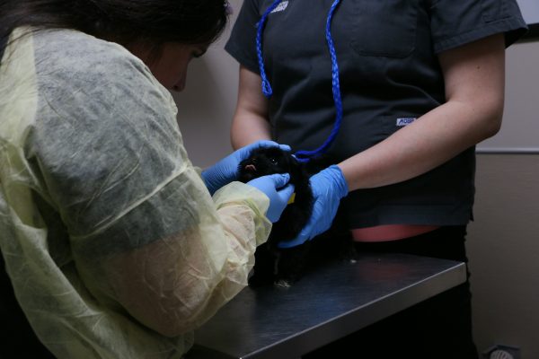 puppy-examined-by-ehs-medical-staff