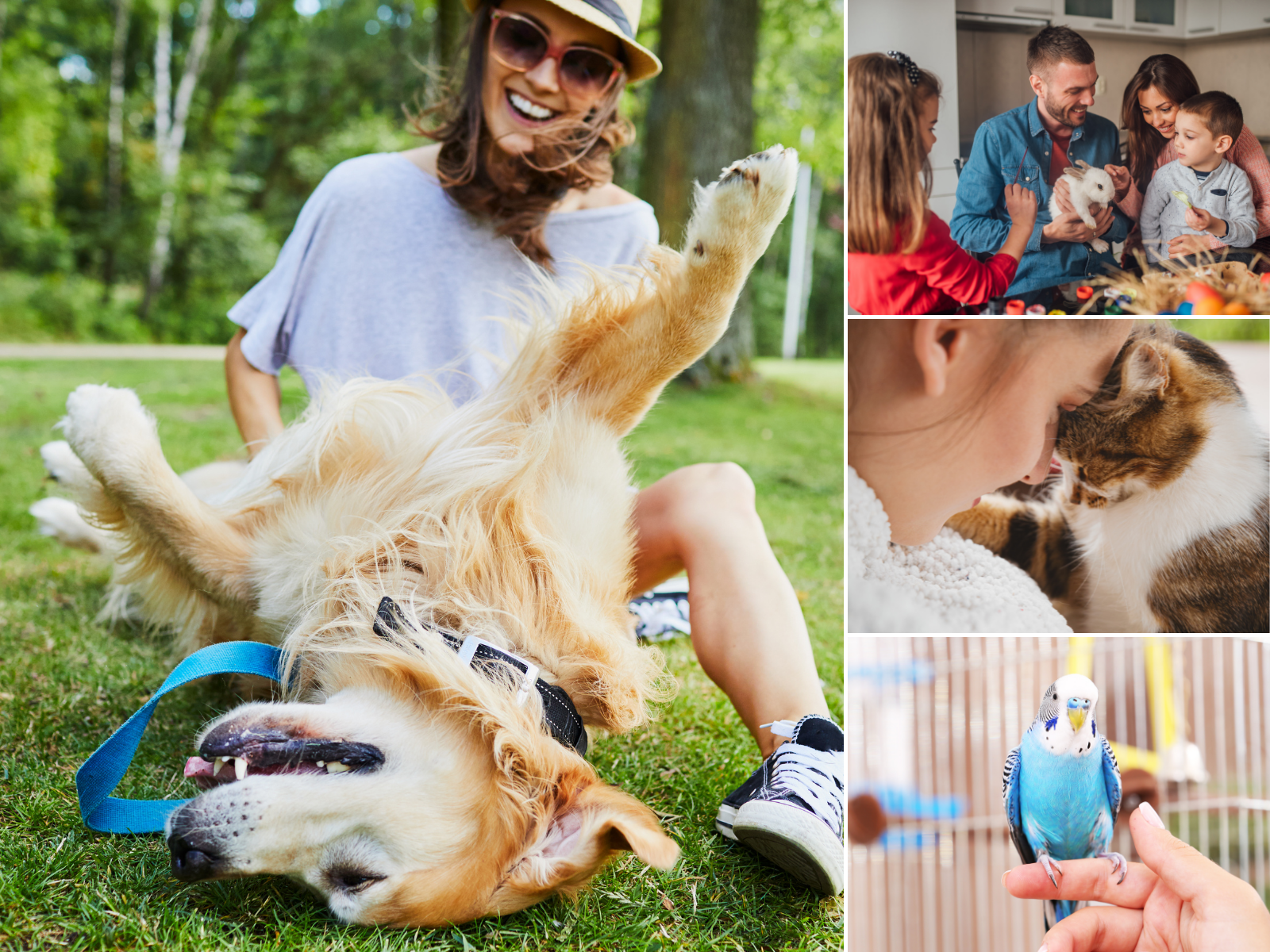 Introducing Our New Adoption Process - Edmonton Humane Society