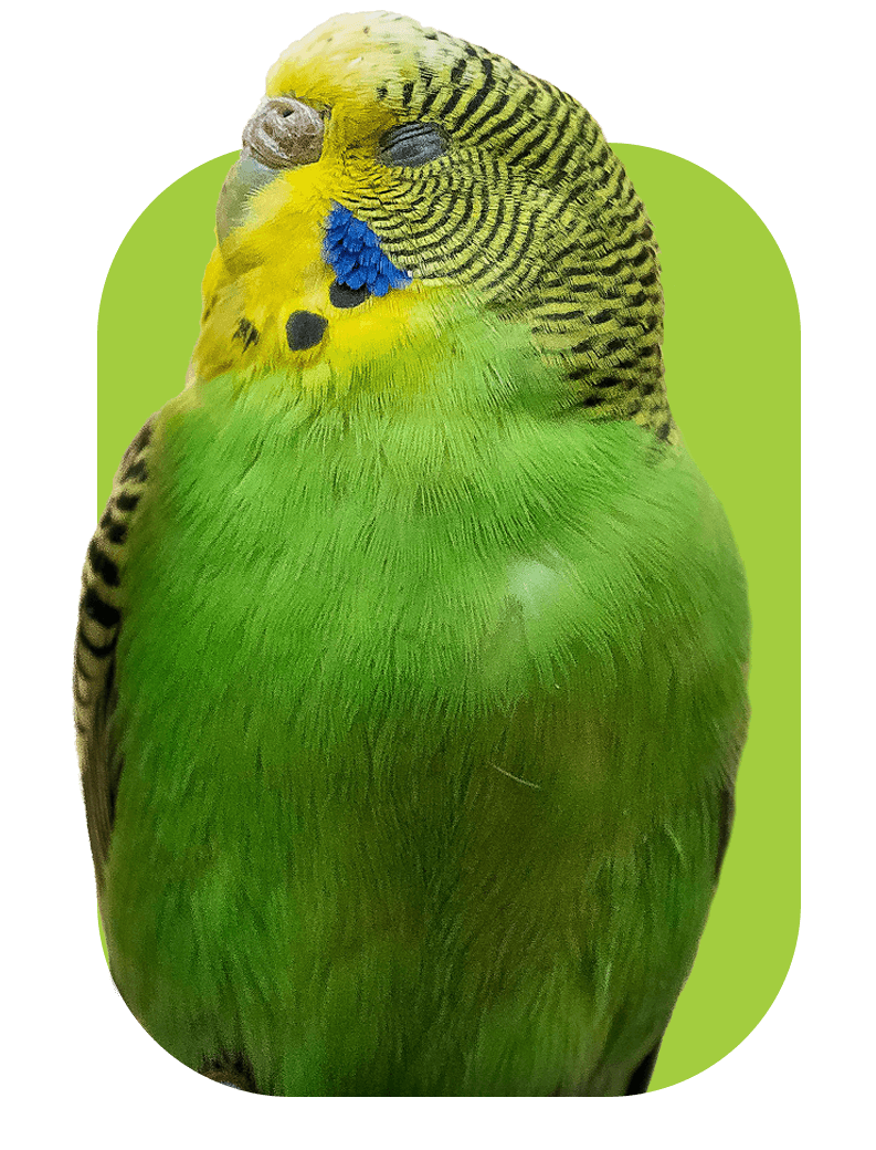 Birb