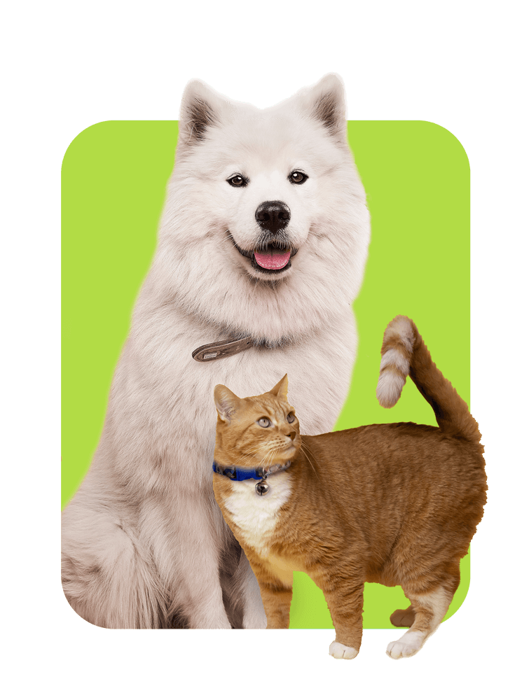 dog and cat