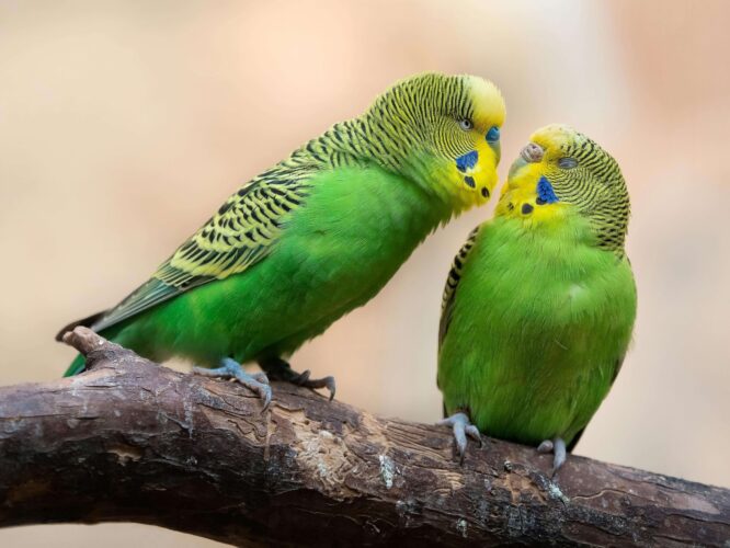 birbs