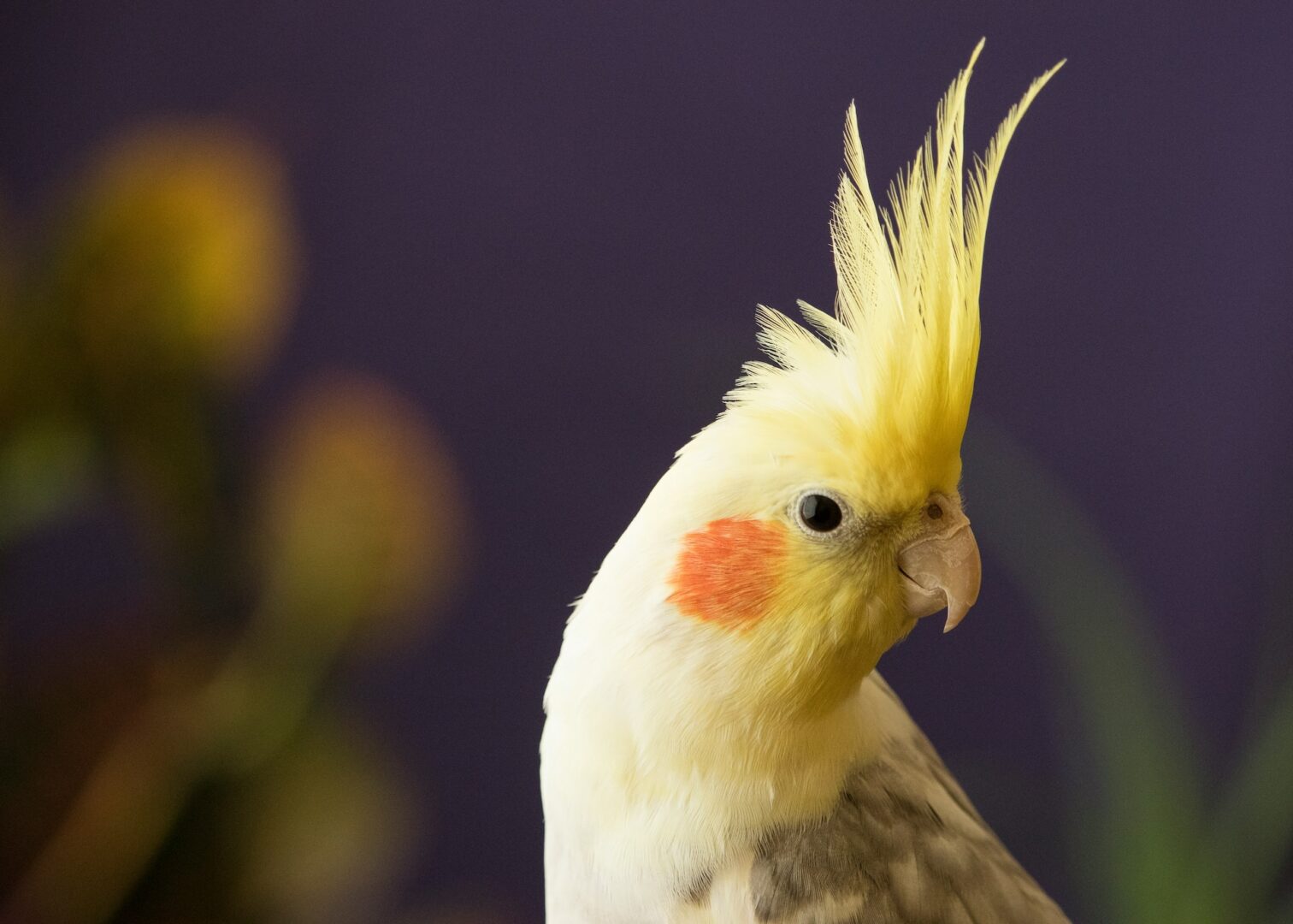 birb
