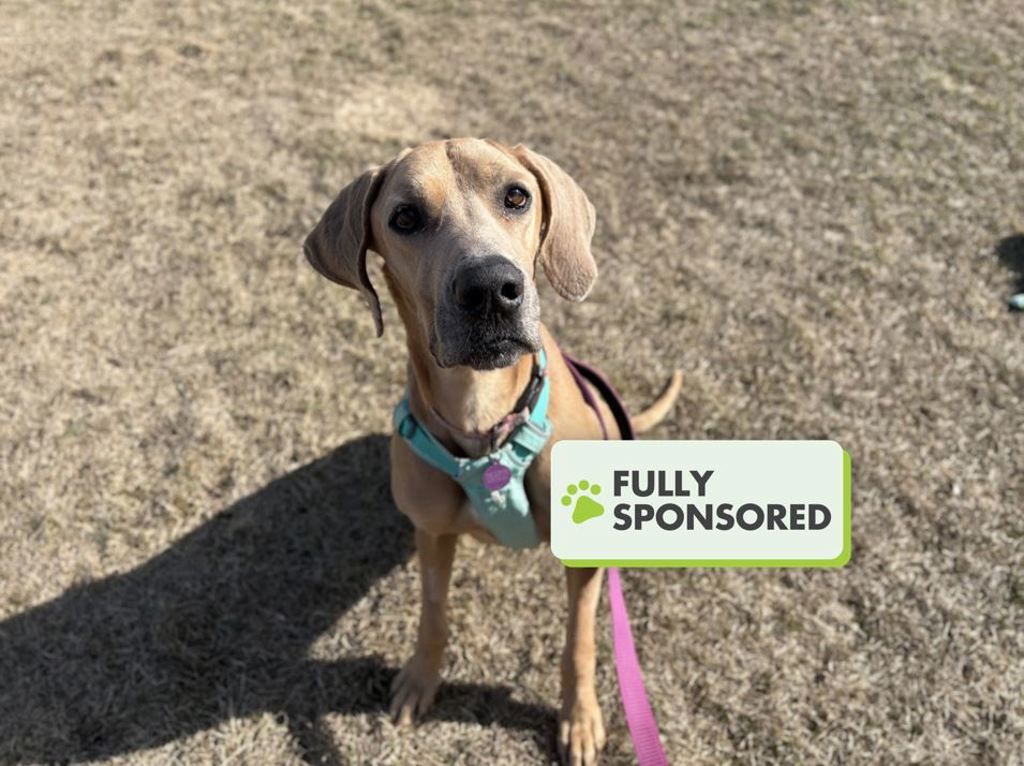 Adoptable Animals - Edmonton Humane Society